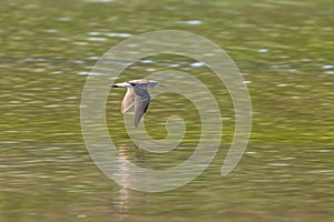 Sandpiper,ÃÂ Wood sandpiperÃÂ flight Tringa glareola Wader BirdÃÂ flight